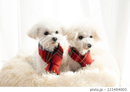 赤いマフラーをしてベッドに入った2匹の犬 121404003