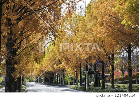 晩秋の金沢メタセコイア並木の黄葉 121404314