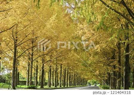 晩秋の金沢メタセコイア並木の黄葉 121404318