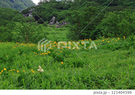 中央アルプス駒ケ岳に咲く花 121404399