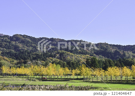 能登の美しいイチョウ並木 121404647