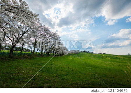 cherry blossom trees in blooming in Seosan farm, Seosan, South Korea. 121404673