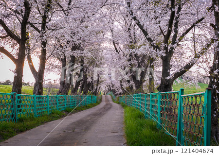 cherry blossom trees in blooming in Seosan farm, Seosan, South Korea. 121404674