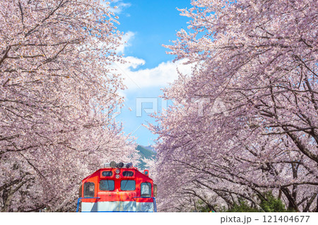 Cherry blossoms blooming in spring at E-World 83 Tower a popular tourist destination. in Daegu,South Korea. Cherry blossoms blooming in spring at E-World 83 Tower a popular tourist destination. in Daegu,South Korea. 121404677