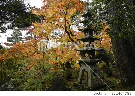 雨に濡れた紅葉が美しい兼六園 121404783