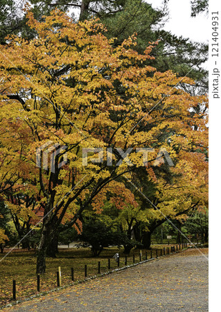 紅葉が美しい兼六園 紅葉が美しい兼六園 121404931