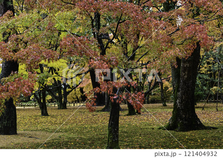 紅葉が美しい兼六園 紅葉が美しい兼六園 121404932