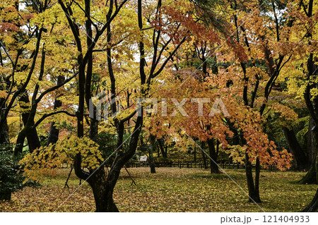 紅葉が美しい兼六園 紅葉が美しい兼六園 121404933