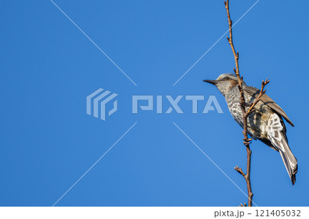 枝にとまるヒヨドリ・コピースペース 枝にとまるヒヨドリ・コピースペース 121405032