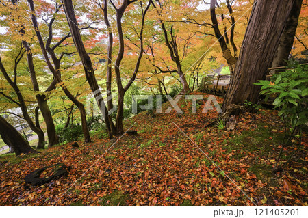 美しい紅葉が広がる金沢城公園 美しい紅葉が広がる金沢城公園 121405201