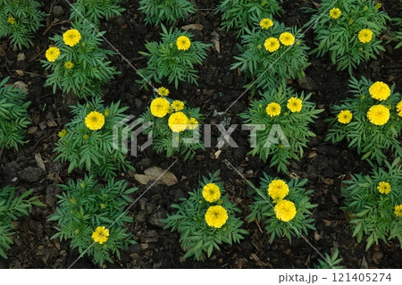 Marigold flowers in the garden. Marigold is a genus of flowering plants 121405274