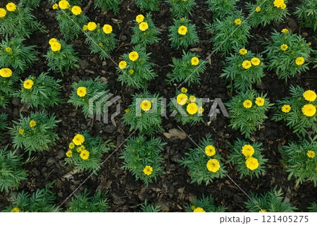 Marigold flowers in the garden. Marigold is a genus of flowering plants 121405275