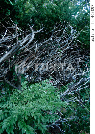 自然の力強さを感じる枝の絡み合い 自然の力強さを感じる枝の絡み合い 121405897