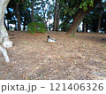 マガモがいる風景 121406326