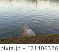 コウノトリ 121406328