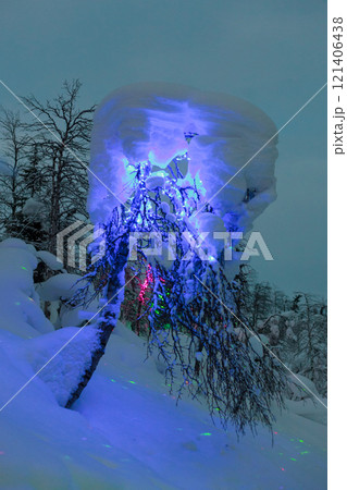 Magic forest at winter, Mysterious Forest in Murmansk region, Kirovsk, fantastic creation 121406438