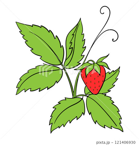 Illustration With Drawn Strawberry With Leaves And Berry Illustration With Drawn Strawberry With Leaves And Berry 121406930