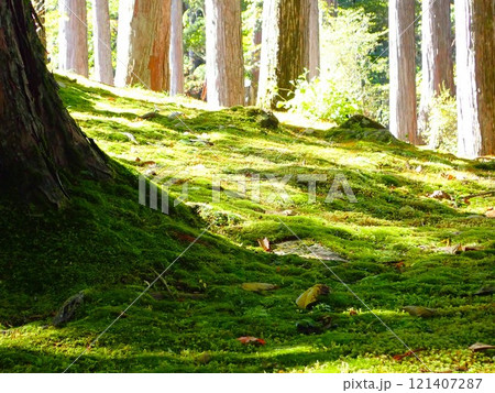 苔のある風景(古峰神社) 苔のある風景(古峰神社) 121407287