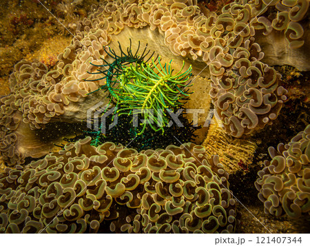 Goniopora species, Daisy or Flowerpot coral, this looks lik plants but it is animal species Goniopora species, Daisy or Flowerpot coral, this looks lik plants but it is animal species 121407344