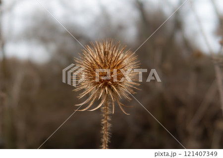 A close-up picture of a dry Yellowflower teasel or Dipsacus strigosus. Blurry background 121407349