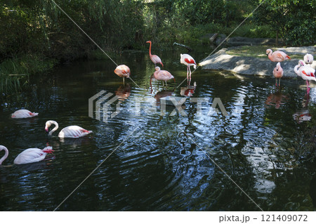 八木山動物園のフラミンゴ Flamingos at Yagiyama Zoo 八木山動物園のフラミンゴ Flamingos at Yagiyama Zoo 121409072
