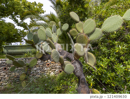 View with cactus. Detail view of the cardon cactus with green and torqouise colors. Peaceful nature. Peyote cactus cochineal fig cocheneel fig blad apple cactus hedge hog thistle torch thistle 121409630