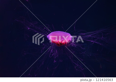 Fluorescent lion's mane jellyfish swimming underwater aquarium pool with red neon light. 121410563