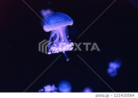 Group of fluorescent jellyfish swim underwater aquarium pool wtih blue neon light 121410564