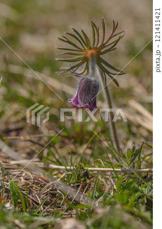 Pulsatilla pratensis.Small wild flower. Meadow plant. Close-up 121411421