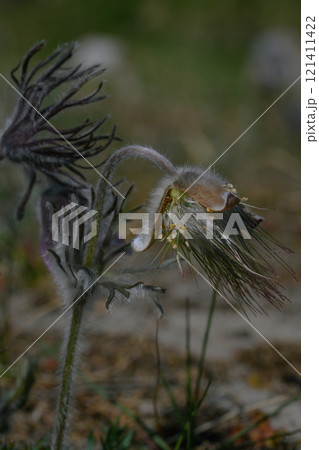 Pulsatilla pratensis.Small wild flower. Meadow plant. Close-up 121411422