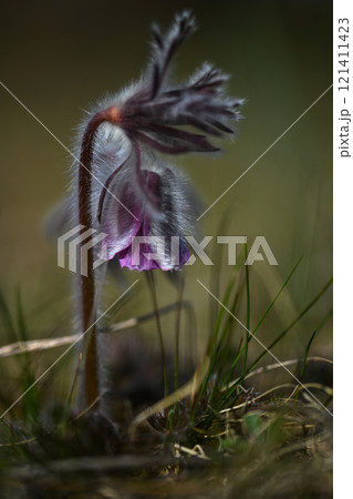 Pulsatilla pratensis.Small wild flowers. Meadow plants. Close-up 121411423