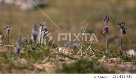 Pulsatilla pratensis.Small wild flowers. Meadow plants. Close-up Pulsatilla pratensis.Small wild flowers. Meadow plants. Close-up 121411436