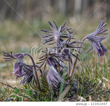 Pulsatilla pratensis.Small wild flowers. Meadow plants. Close-up 121411437