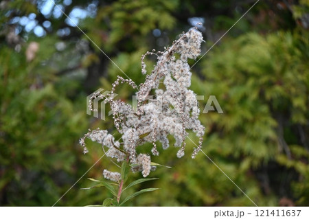 セイダカアワダチソウの綿毛とタネ セイダカアワダチソウの綿毛とタネ 121411637