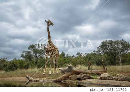 Giraffe in Kruger National park, South Africa 121411763