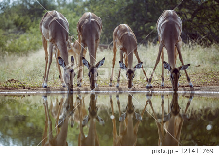 Common Impala in Kruger National park, South Africa 121411769