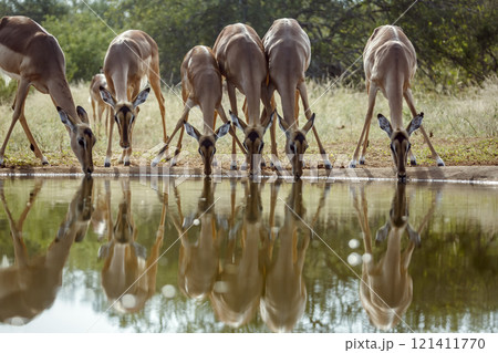 Common Impala in Kruger National park, South Africa 121411770