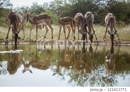 Common Impala in Kruger National park, South Africa 121411771