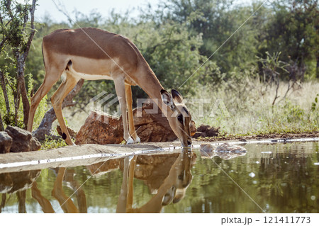 Common Impala in Kruger National park, South Africa Common Impala in Kruger National park, South Africa 121411773