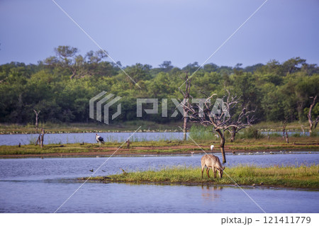 Common Waterbuck in Kruger National park, South Africa 121411779