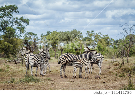Plains zebra in Kruger National park, South Africa 121411780