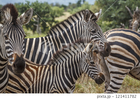 Plains zebra in Kruger National park, South Africa Plains zebra in Kruger National park, South Africa 121411782