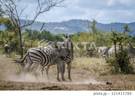 Plains zebra in Kruger National park, South Africa 121411784