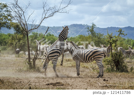 Plains zebra in Kruger National park, South Africa Plains zebra in Kruger National park, South Africa 121411786