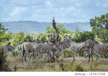 Plains zebra in Kruger National park, South Africa 121411788