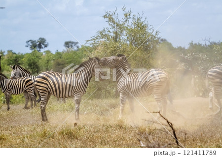 Plains zebra in Kruger National park, South Africa Plains zebra in Kruger National park, South Africa 121411789