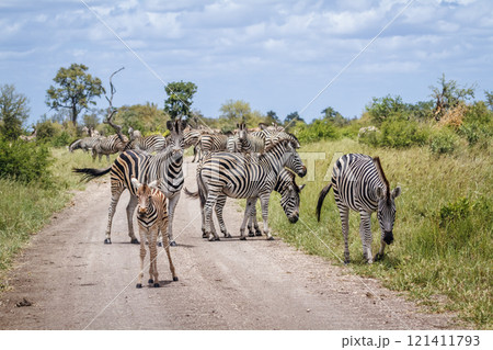 Plains zebra in Kruger National park, South Africa Plains zebra in Kruger National park, South Africa 121411793