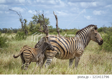 Plains zebra in Kruger National park, South Africa Plains zebra in Kruger National park, South Africa 121411796