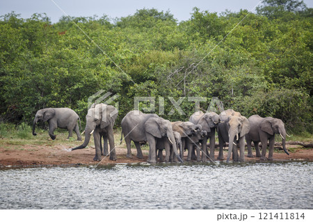 African bush elephant in Kruger National park, South Africa 121411814