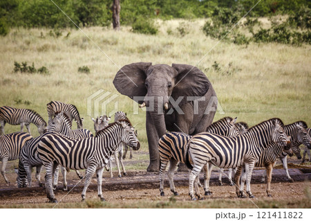 African bush elephant in Kruger National park, South Africa 121411822